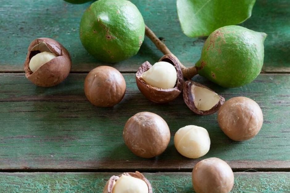 Macadamia nuts in their green husk, in the brown shell, and cracked open to show the kernel